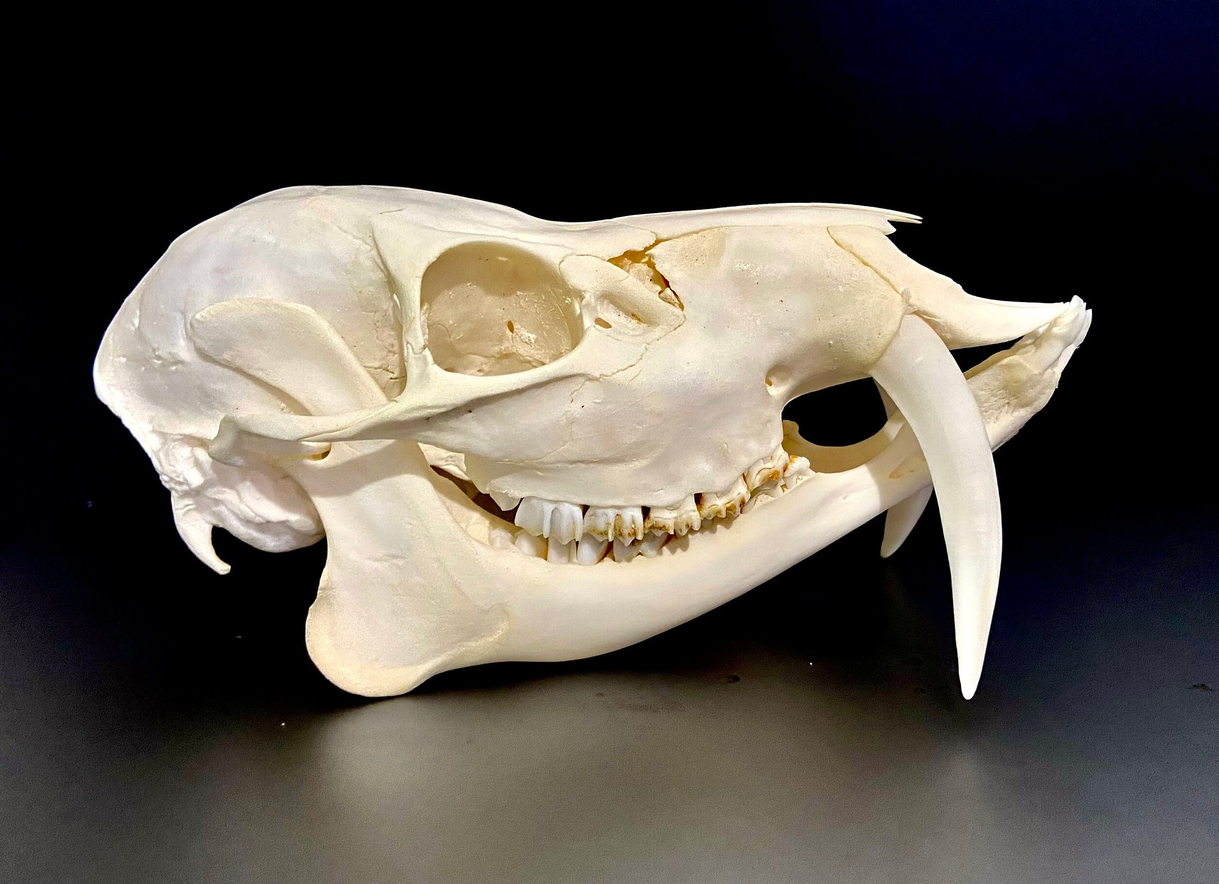 高品質！ キバノロ ♂ （Chinese Water Deer）頭骨 Real Chinese Water Deer Skull For Sale — Skulls Unlimited