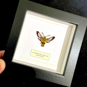 Könnte beinhalten: Ein gerahmtes Insektenspezimen eines Breitrandigen Hummel-Schwärmers (Hemaris fuciformis) mit gelben, roten und schwarzen Markierungen. Das Insekt ist auf einem weißen Hintergrund montiert, mit einem Etikett, das die Art identifiziert.