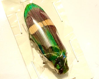 Jewel Beetle (Demochroa gratiosa) real specimen