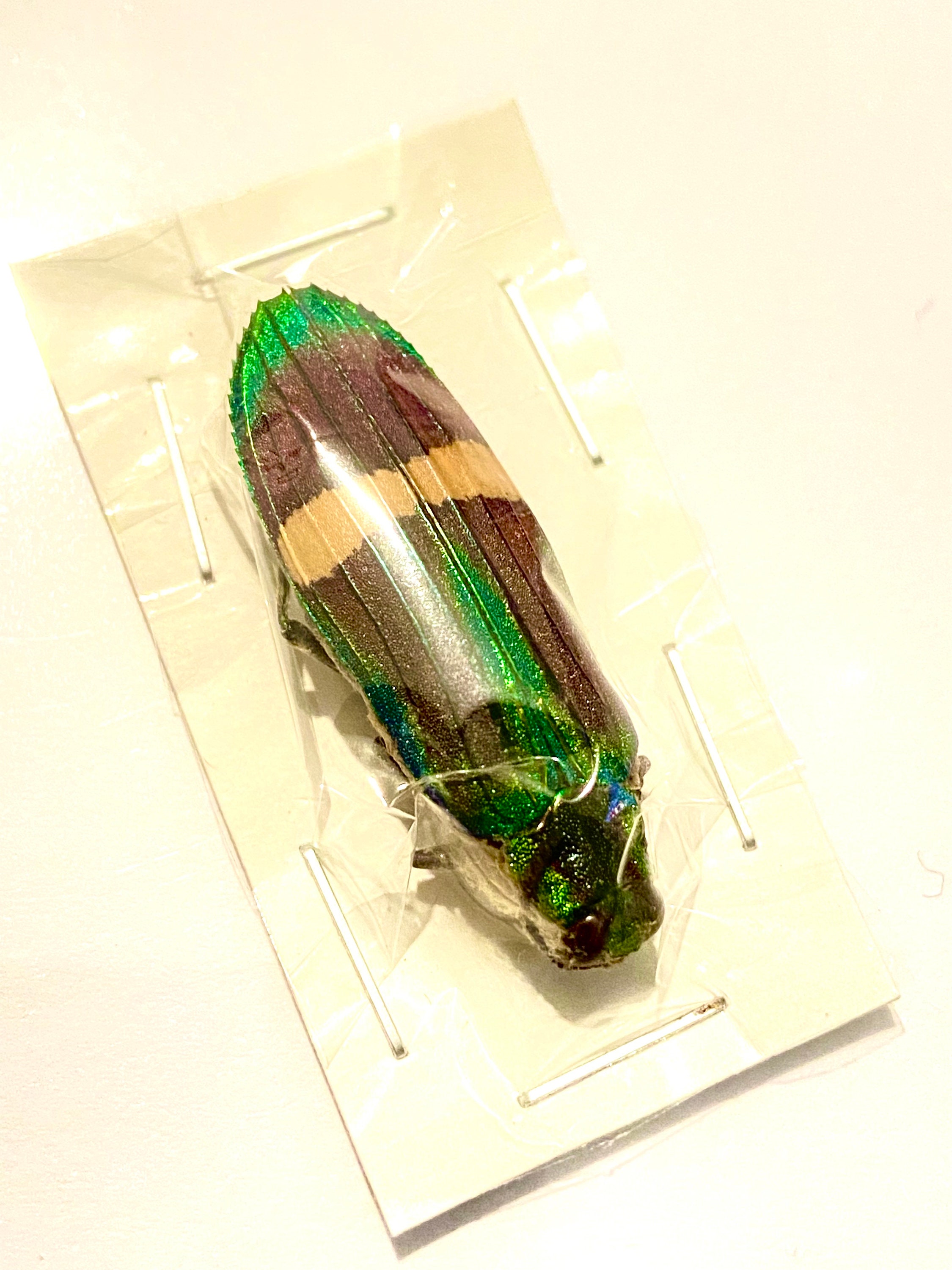 グラティオサムカシタマムシ 標本Stigmodera gratiosa？ タマムシ (Demochroa gratiosa) 実物標本 - Etsy 日本