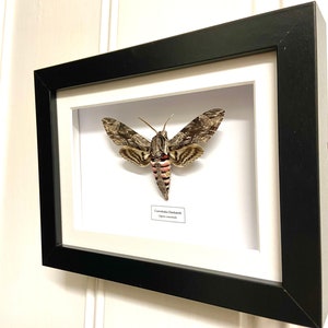 Convolvulus Hawkmoth Agrius convolvuli real moth framed. image 4