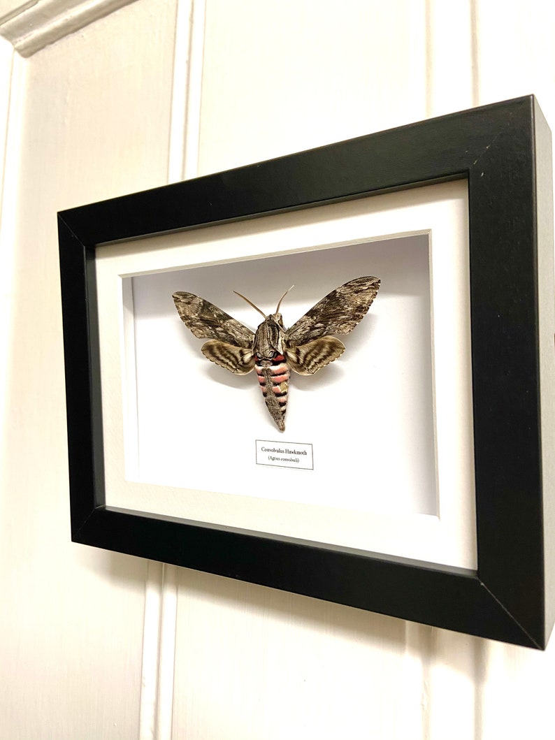 Convolvulus Hawkmoth Agrius convolvuli real moth framed. image 4