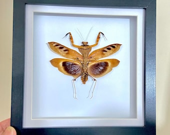 Mantide foglia morta. Deroplatys desicatta. Esemplare reale incorniciato. mantide. mantide. insettidellabellezza. insetto. insetto reale. Esemplare di insetto.