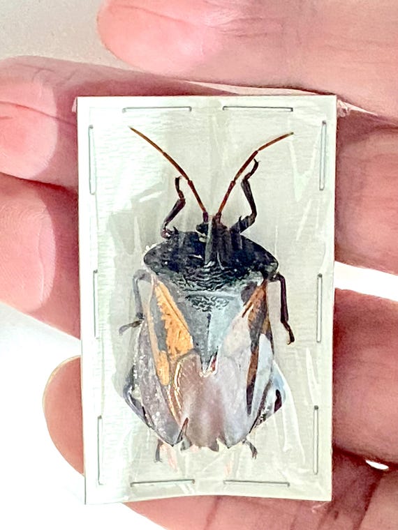 カメムシ。Oncomeris flavicornis。本物の昆虫。昆虫標本
