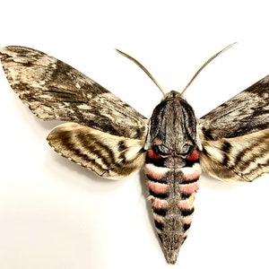 Convolvulus Hawkmoth Agrius convolvuli real moth framed. image 5