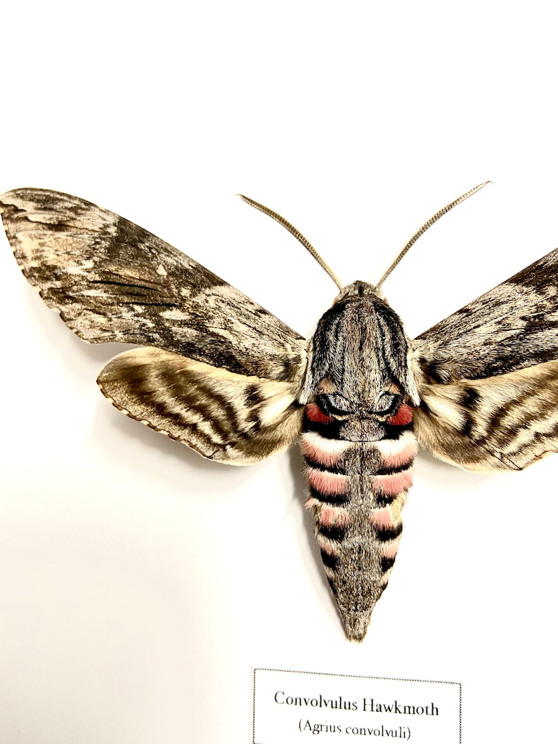 Convolvulus Hawkmoth Agrius convolvuli real moth framed. image 5