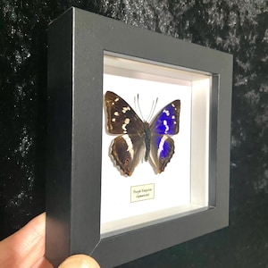 May include: A framed purple emperor butterfly specimen with a white background and black frame. The label reads "Purple Emperor (Apatura iris)"