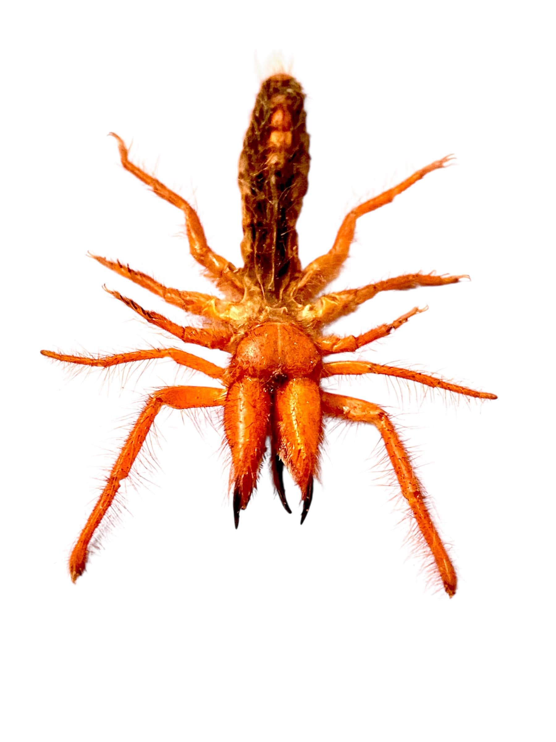 ラクダグモ。サソリグモ科。ディノハックス。風サソリ。サンスパイダー