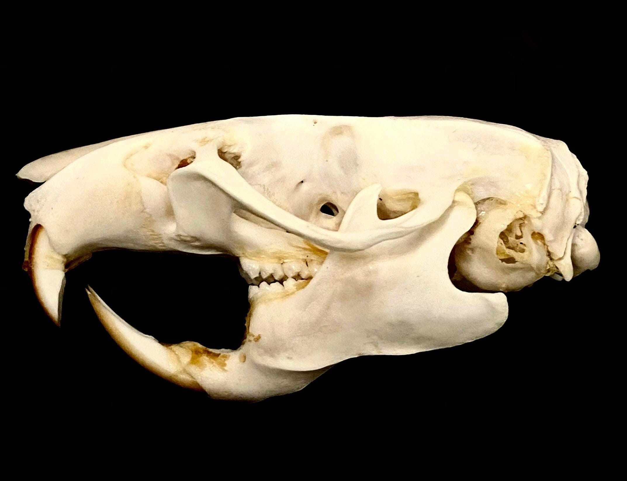 亀本　フクロネズミ　頭骨 ドブネズミの頭蓋骨 (Rattus norvegicus) 本物の頭蓋骨。齧歯動物
