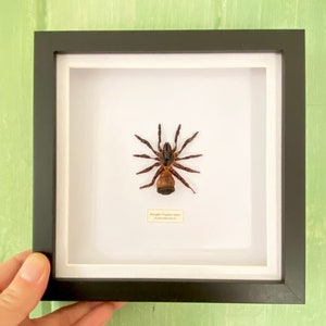 Hourglass Trapdoor Spider Cyclocosmia ricketti framed Black