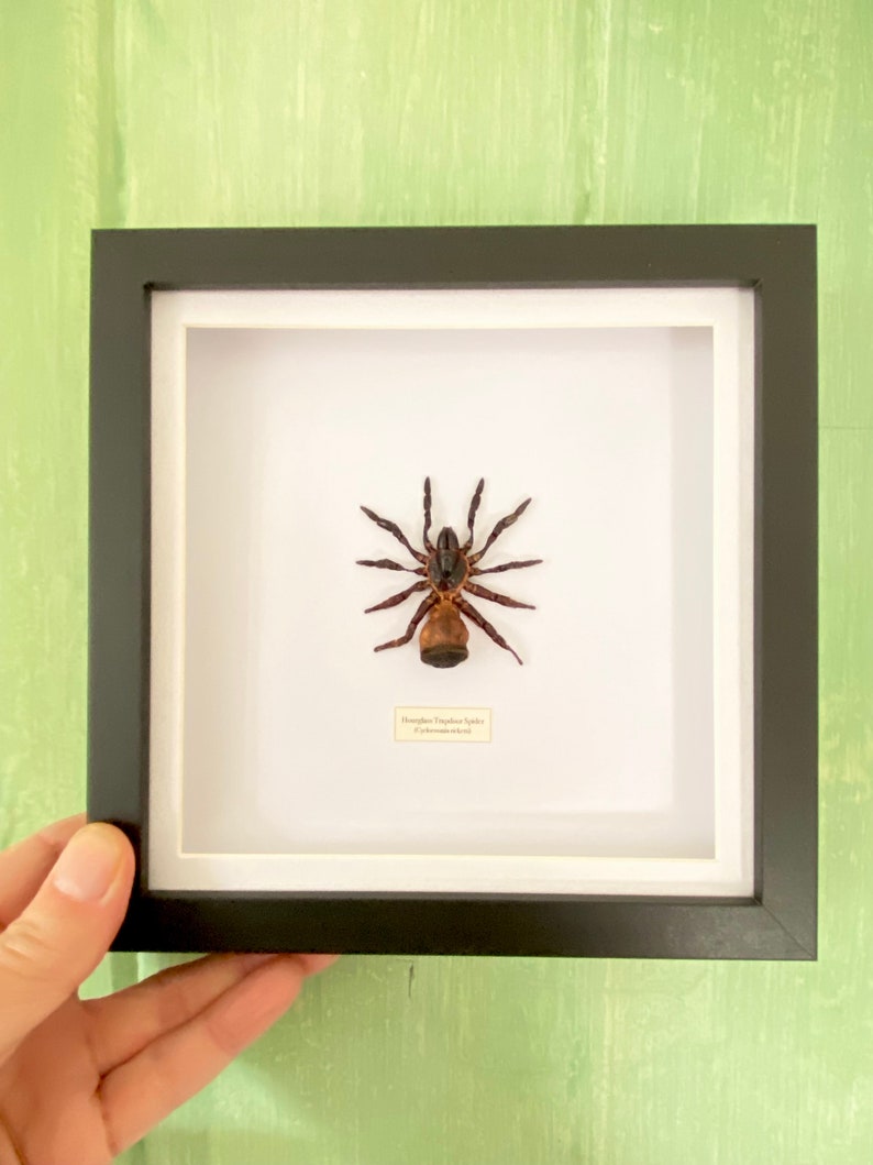 Hourglass Trapdoor Spider Cyclocosmia ricketti framed Black