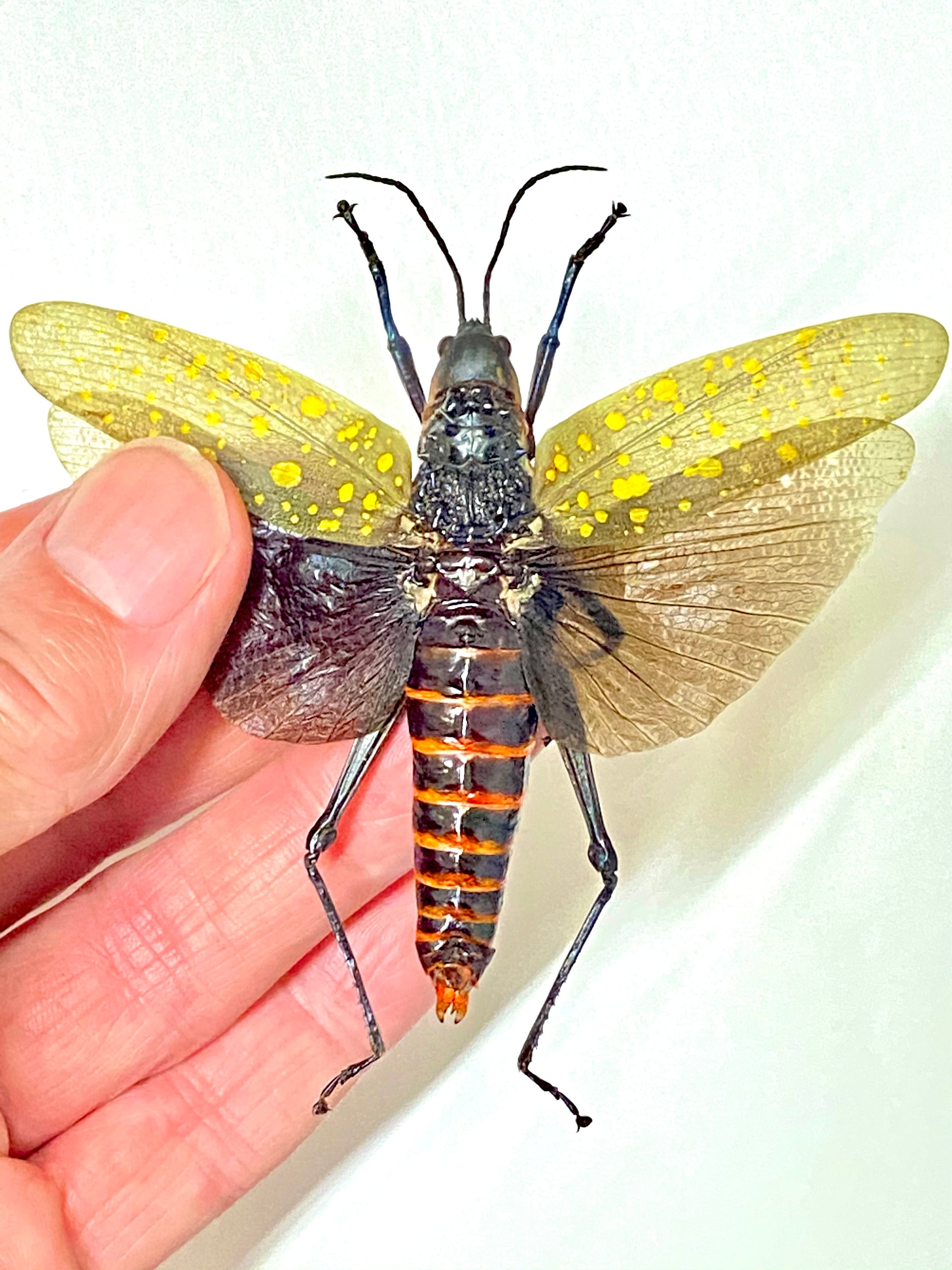 キバッタ（Aularches punctatus）の実物昆虫標本 - Etsy 日本
