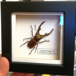 Long Jaw Stag Beetle (Cyclommatus metallifer finae) real specimen framed.
