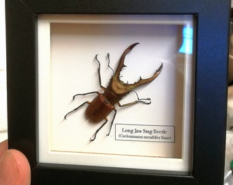 Long Jaw Stag Beetle (Cyclommatus metallifer finae) real specimen framed.