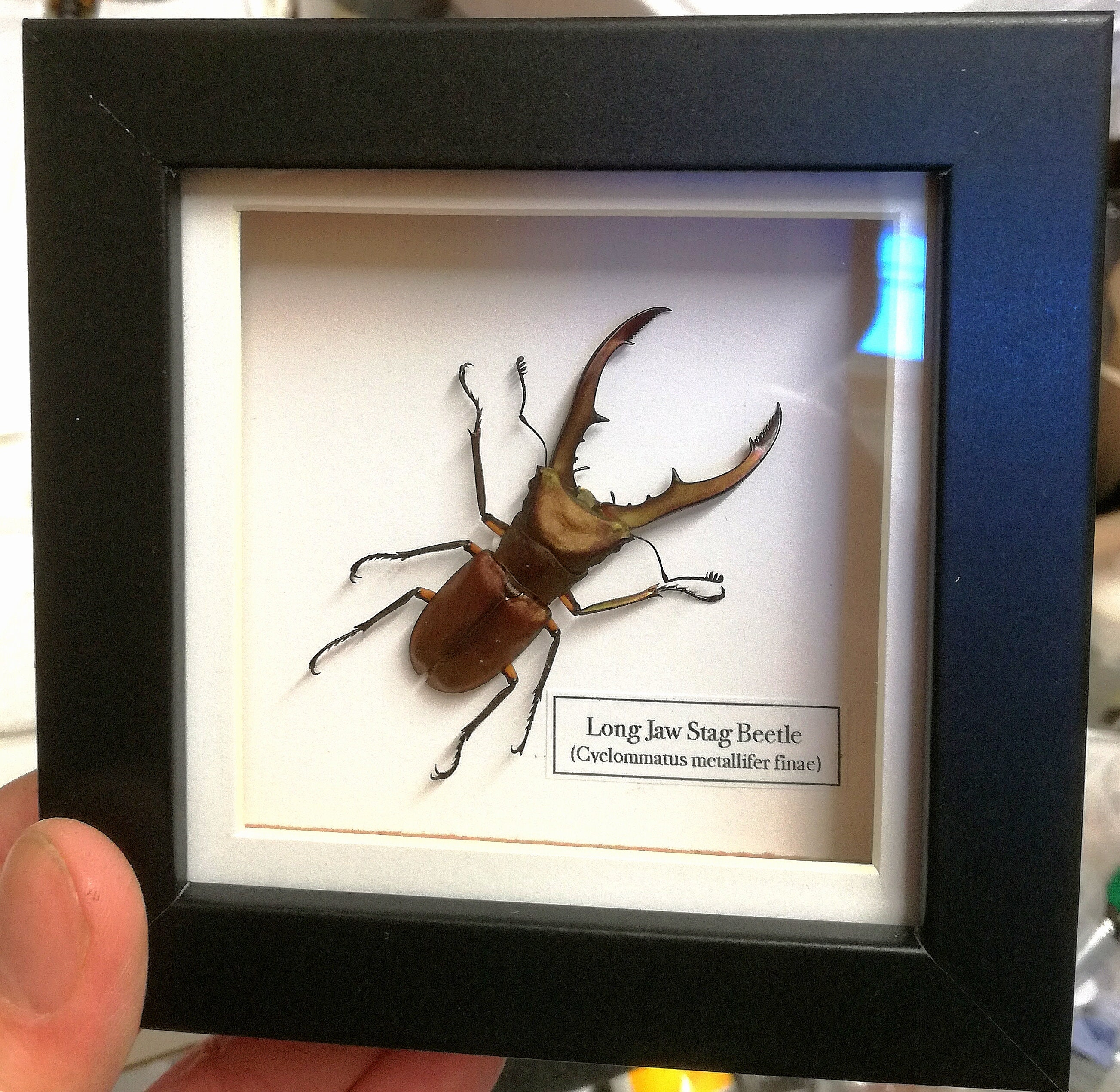 額装された、ナガアゴクワガタ (Cyclommatus metallifer finae) の実物 