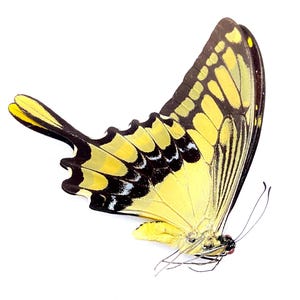 King Swallowtail butterfly. Papilio Thoas. Swallowtail. Real butterfly. un-set folded wings. Insectsofbeauty. real butterfly. specimen.