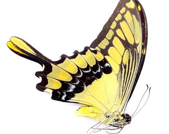 Motyl królewski Swallowtail. Papilio Thoas. Swallowtail. Prawdziwy motyl. niezłożone skrzydła. Insectsofbeauty. prawdziwy motyl. okaz.