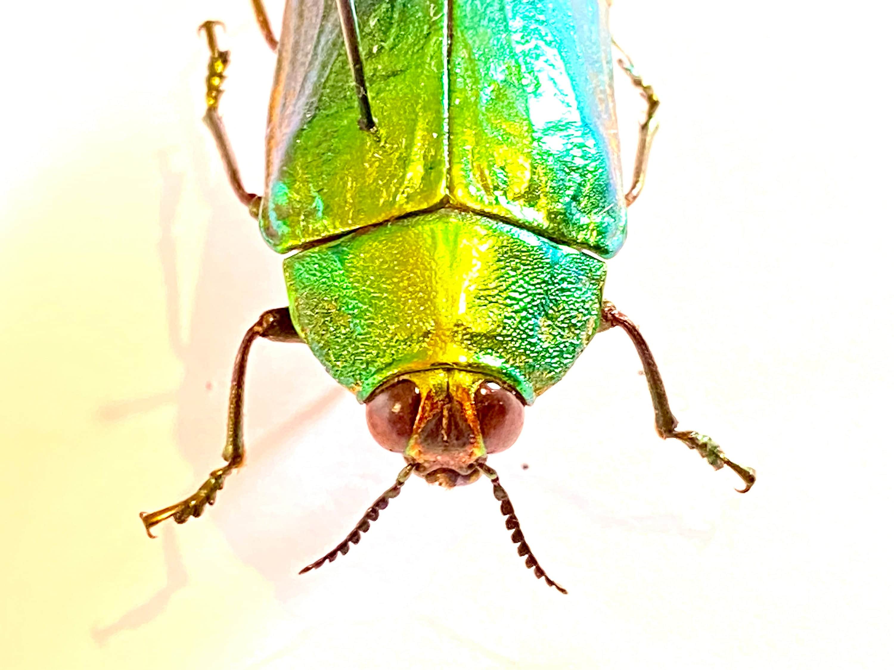 明るい緑色のタマムシ (Callopistus castelnaudi) の実物標本