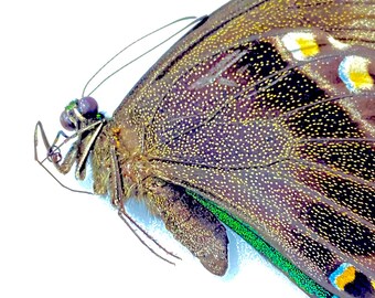 Papilio blumei。アゲハチョウ。本物の蝶。額縁なし、羽は折り畳まれ