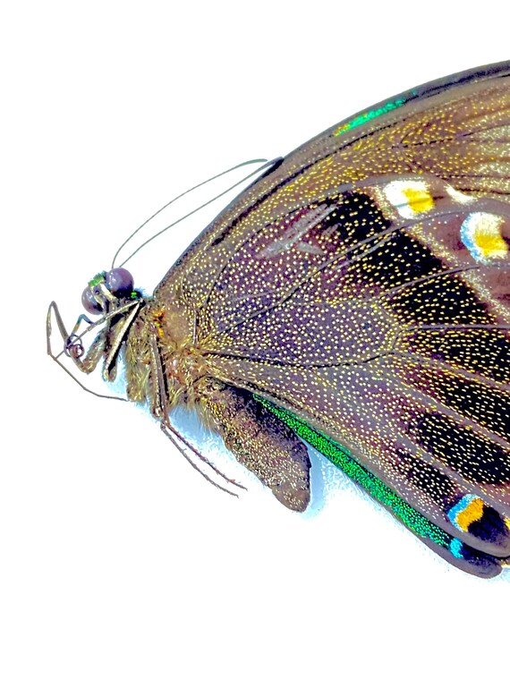 Papilio blumei。アゲハチョウ。本物の蝶。額縁なし、羽は折り畳まれ