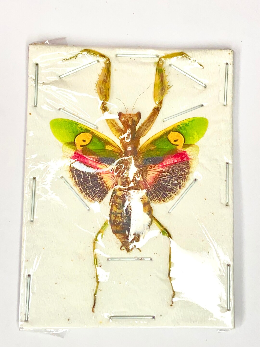 絵画ハンドメイド 日本画「ハナカマキリ」 インドハナカマキリ (Creobroter gemmatus) 本物の昆虫。カマキリ