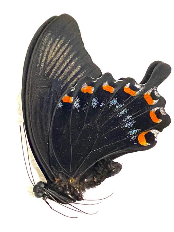 クロアゲハチョウ（Papilio ascalaphus）本物の蝶。モルフォ蝶。額縁