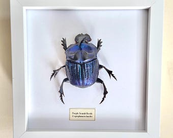 Purple Dung Beetle.frame.coprophanaeus lancifer.insectsofbeautyuk. entomology. coleoptera