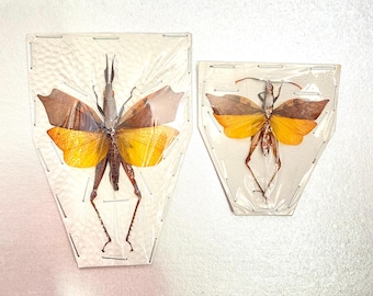 Leaf winged Grasshopper. trigonopteryx celebesia. real insect specimen. grasshopper.locust.katydid.real insect.insectsofbeauty. taxidermy