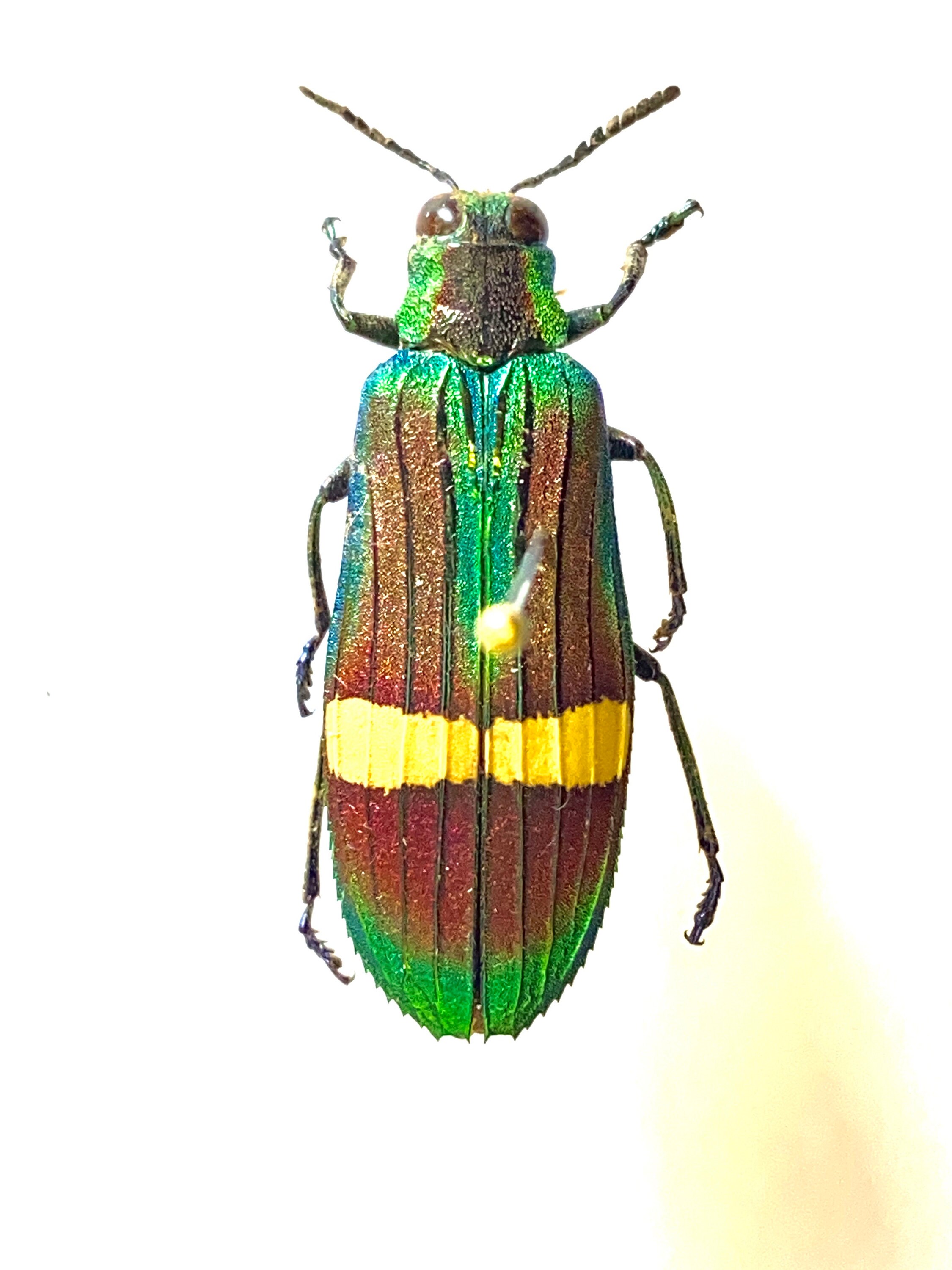 タマムシ (Demochroa gratiosa) 実物標本 - Etsy 日本