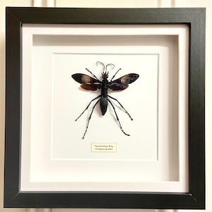 Tarantula Hawk Wasp (Hemipepsis speculifer) framed insect. real insect. insectsofbeauty. entomology. vespidae. spider wasp. insect specimen