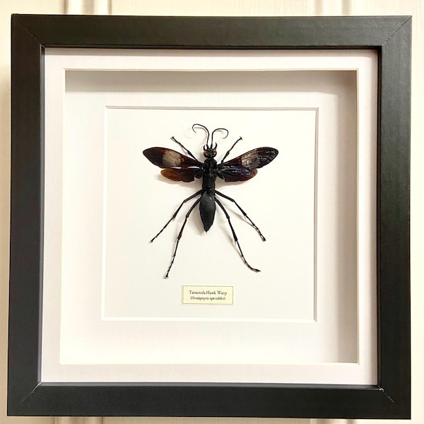 Vogelspinne Falkenwespe (Hemipepsis specialifer) gerahmtes Insekt. echtes Insekt. insektenvonbeauty. Entomologie. vespidae. Spinne Wespe. Insektenstichprobe