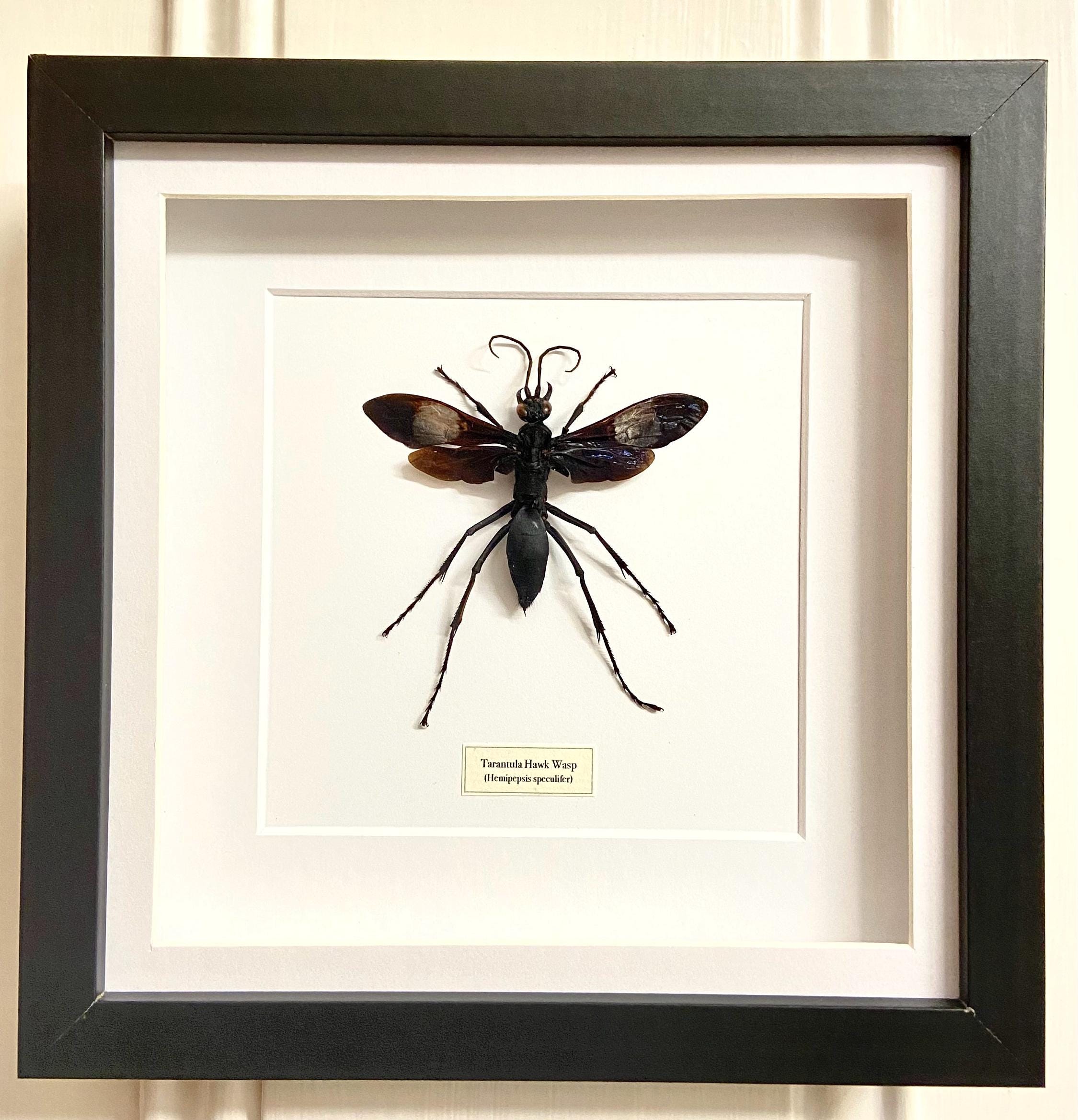 タランチュラ・ホーク・ワスプ（Hemipepsis speculifer）の額入り昆虫