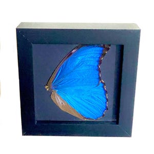 Blue butterfly. Morpho. Butterfly wings. Insect frame. Butterfly frame. Real Insect, entomology