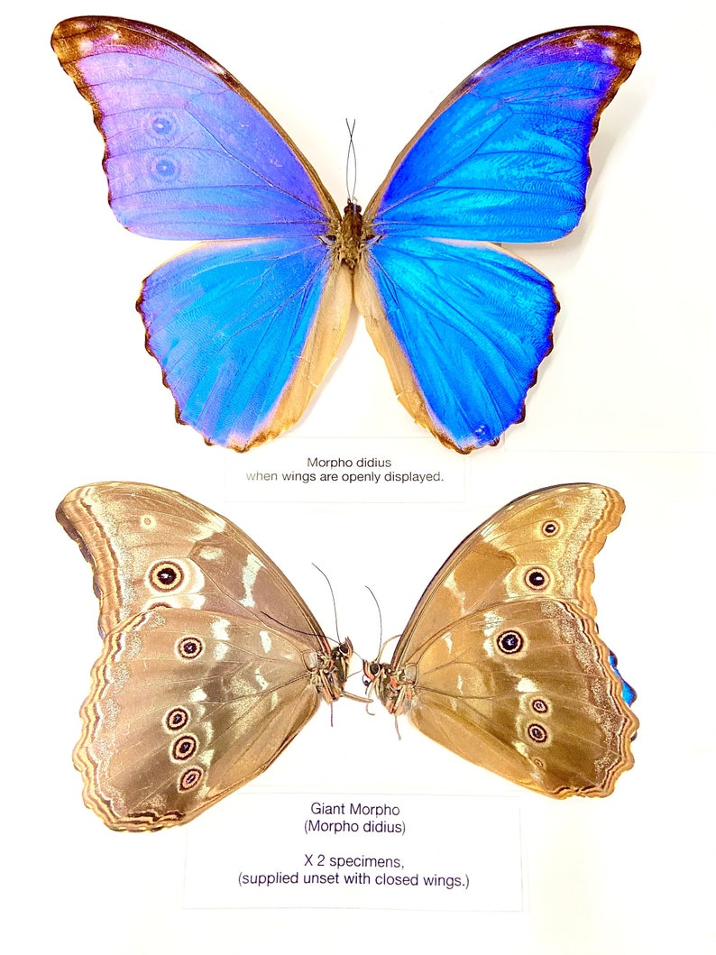 Morpho didius x 2 folded papered specimens. image 1