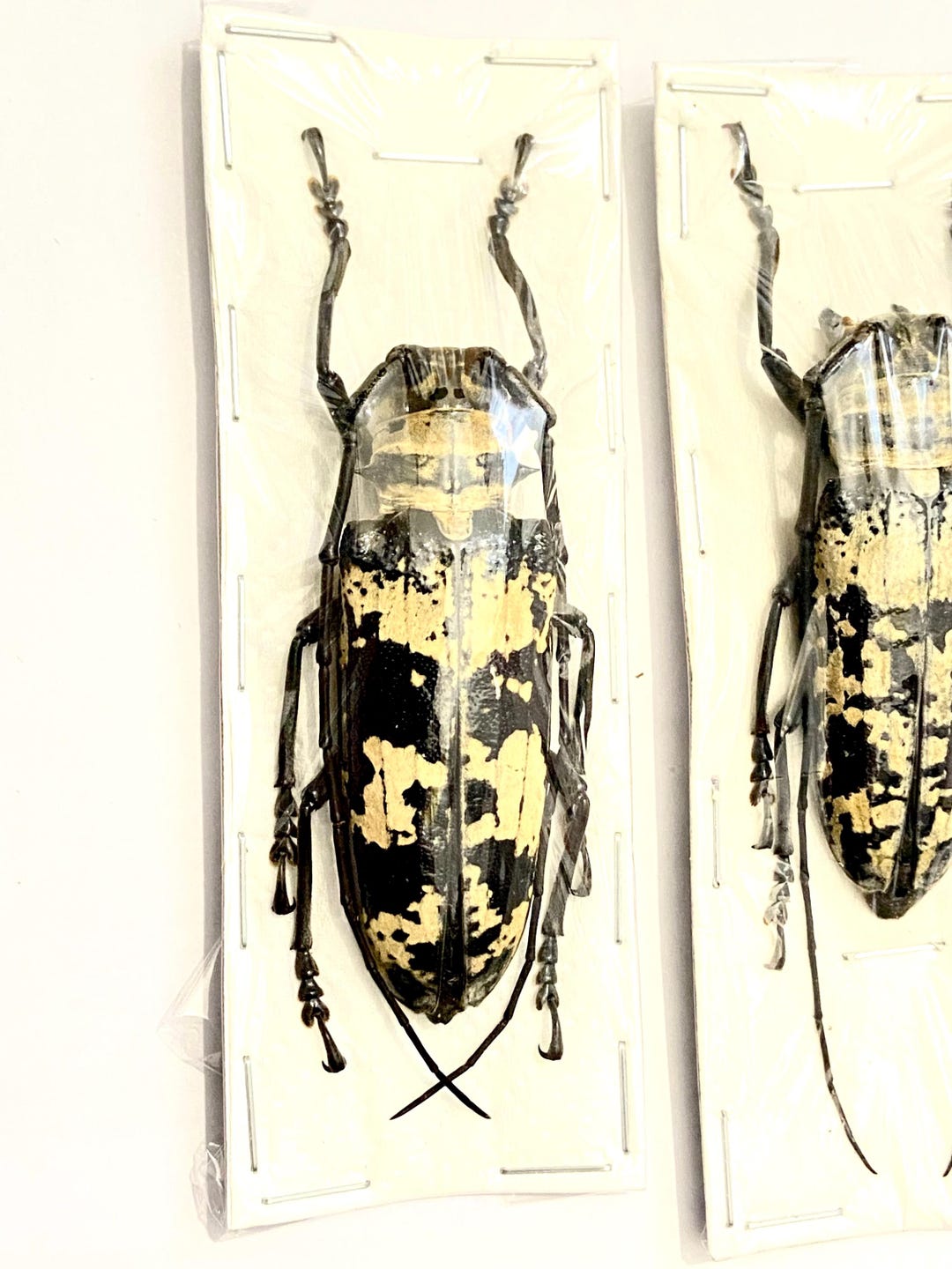 Doesburgia Celebiana. Longhorn Beetle. Cerambycidae. Coleoptera