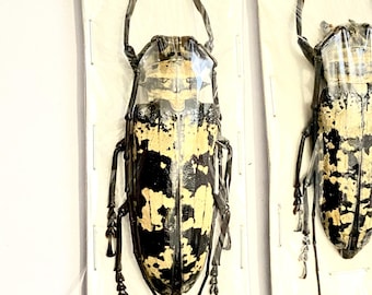 Doesburgia celebiana. Longhorn beetle. Cerambycidae. Coleoptera. Real insect. Insect specimen. Entomology. Insectsofbeautyuk.