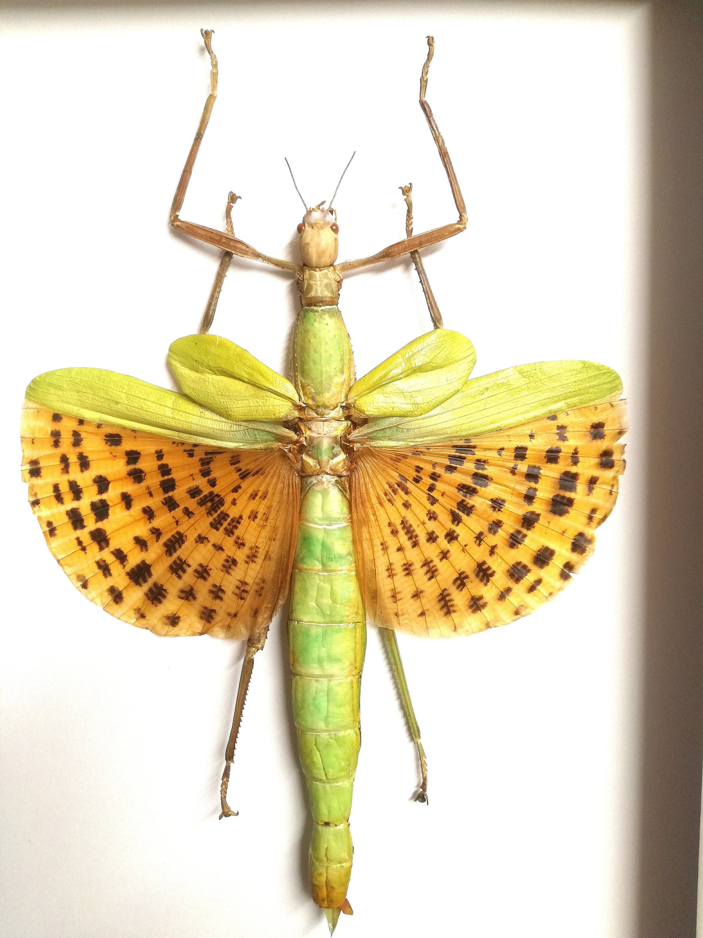 Stick Insect 'giant Walking Stick' (paracyphocrania Major) Real