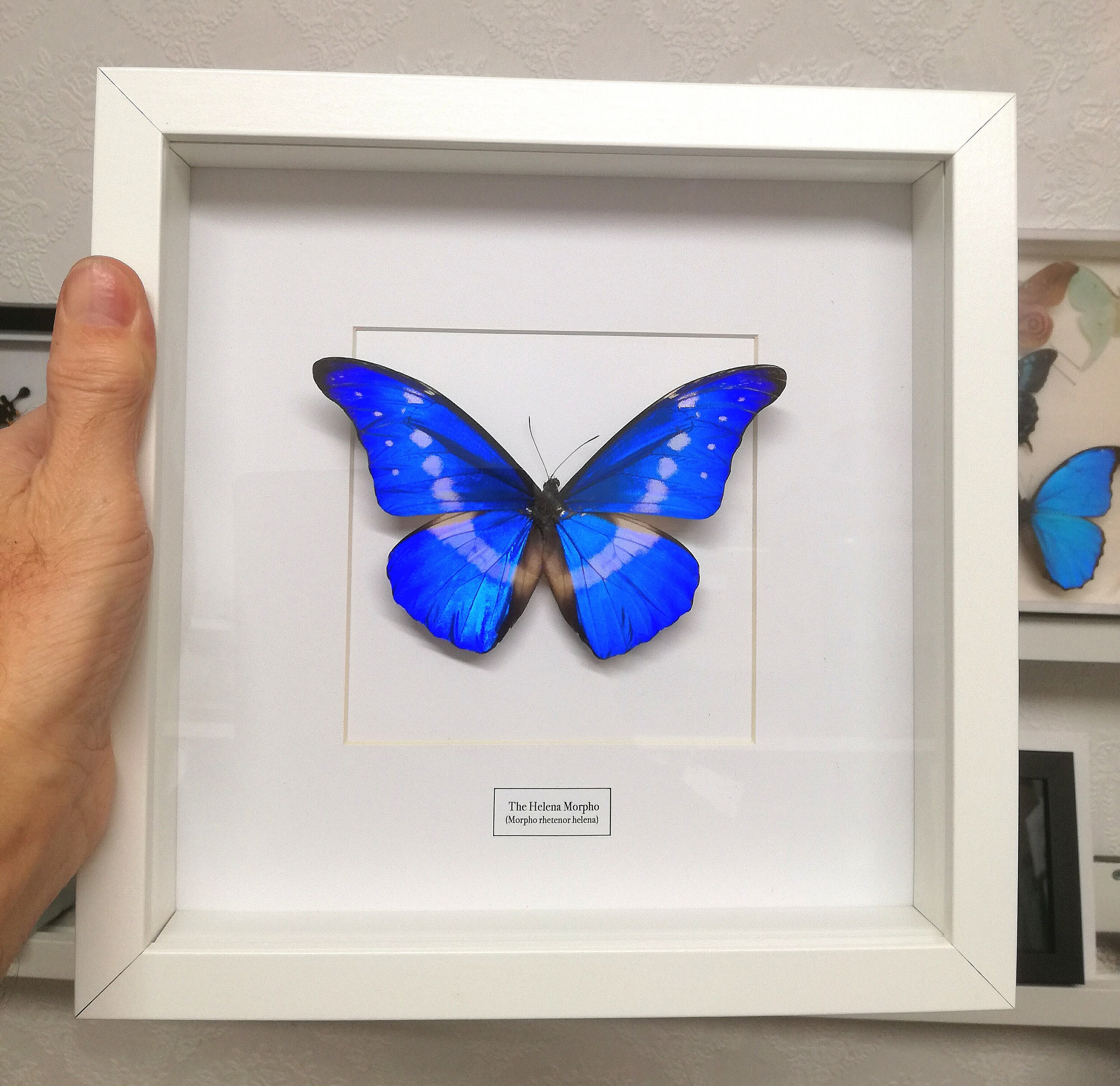 Morpho Rhetenor Helena. Real Butterfly. Entomology. - Etsy