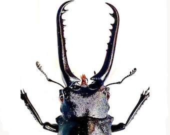 Giraffe Stag Beetle (prosopocoilus Giraffa) Real Specimen. - Etsy