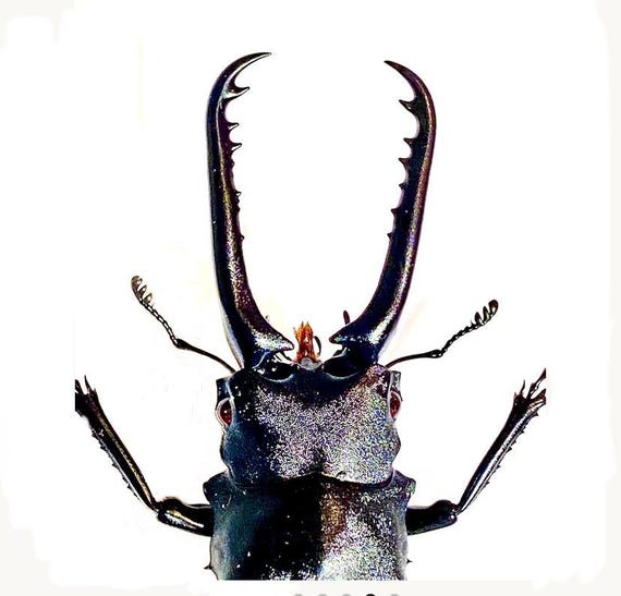 Giraffe Stag Beetle (prosopocoilus Giraffa) Real Specimen. - Etsy