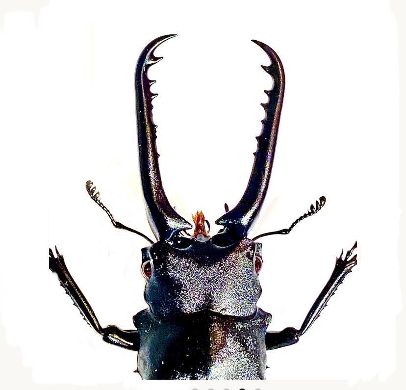 Giraffe Stag Beetle (prosopocoilus Giraffa) Real Specimen. - Etsy