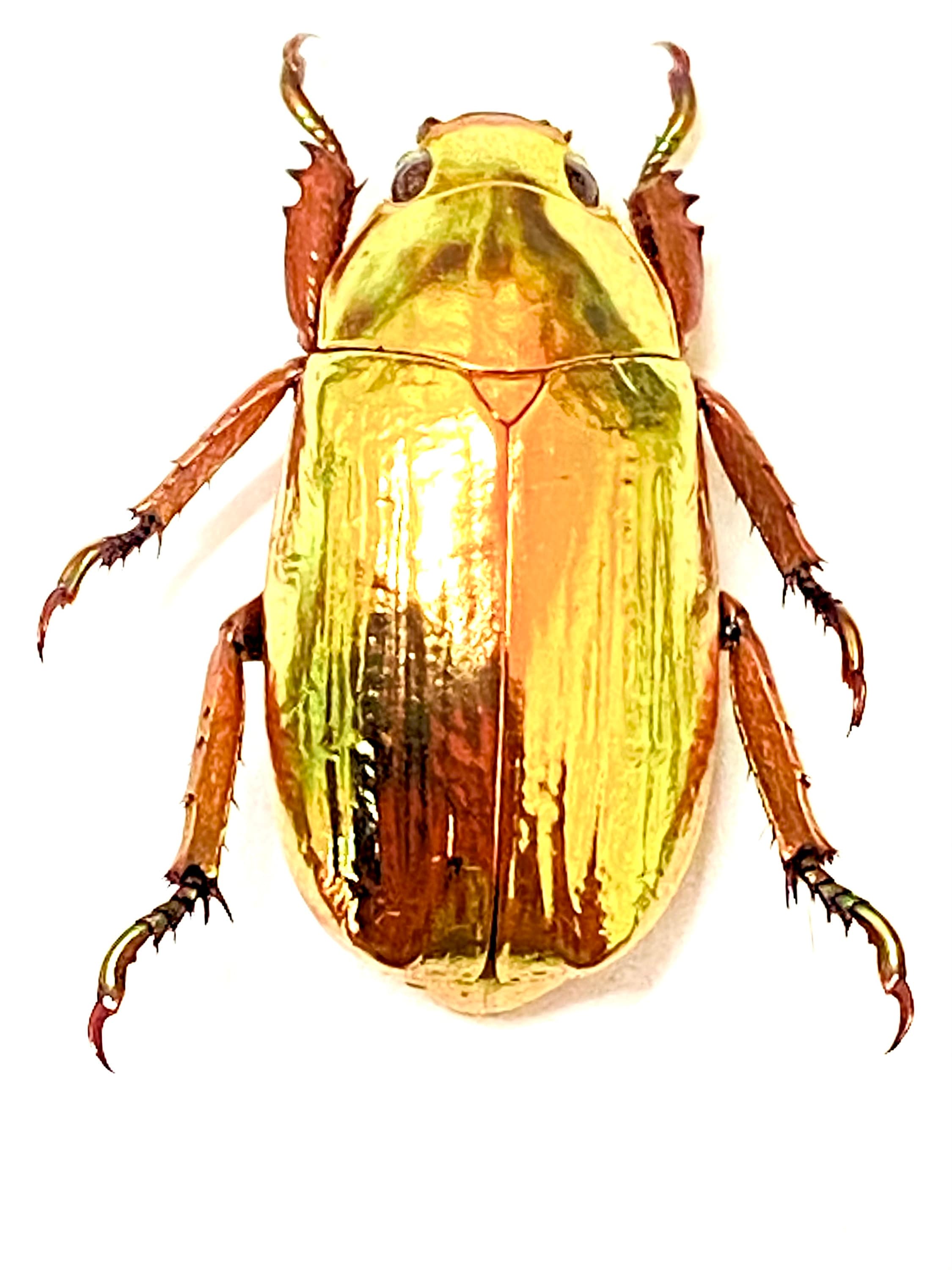 標本 Honduras Chrysina spectabilis 35mm il_fullxfull.4380665132_95so.jpg