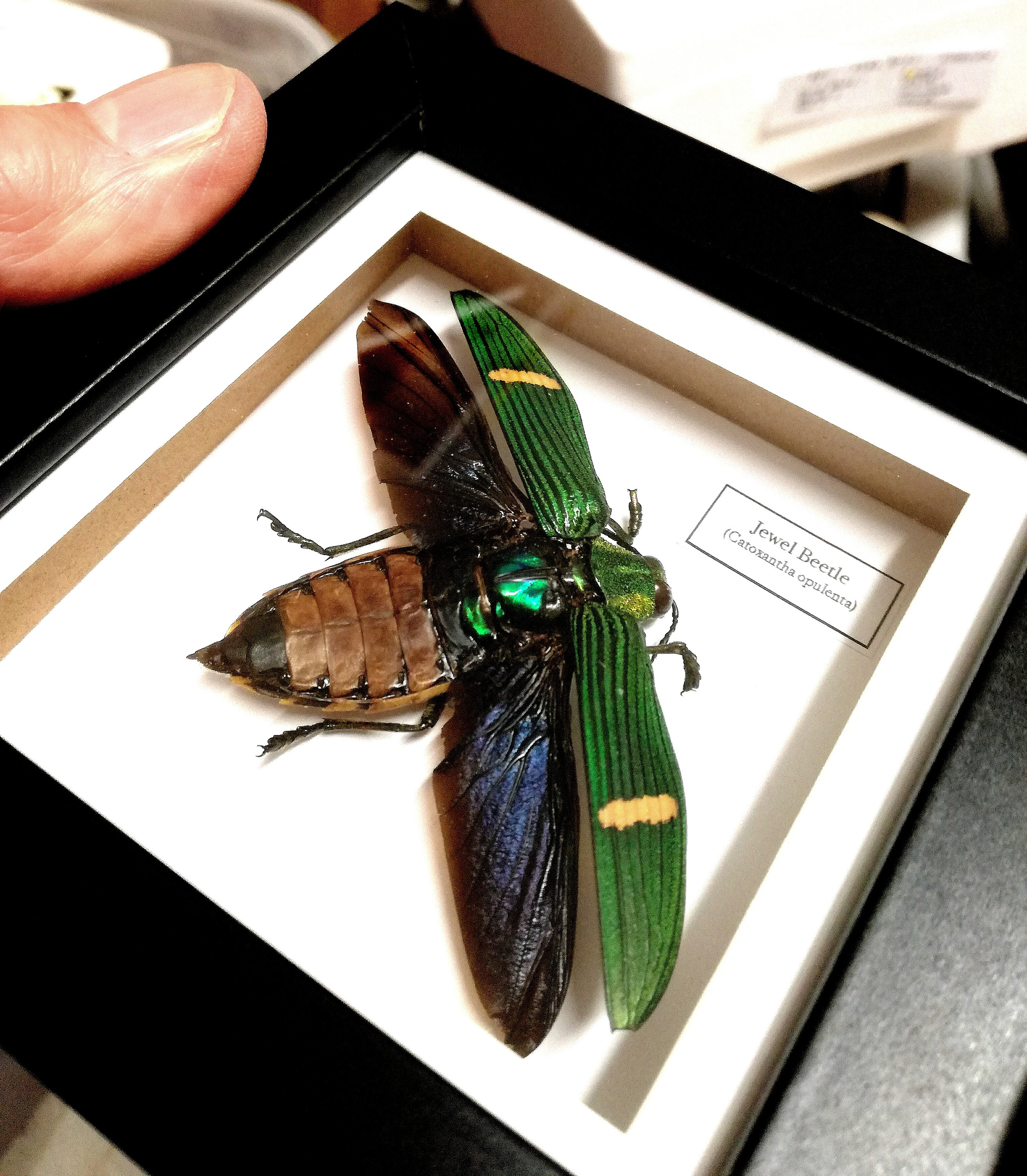 Green Jewel Beetle (catoxantha Opulenta) Real Insect Taxidermy - Etsy