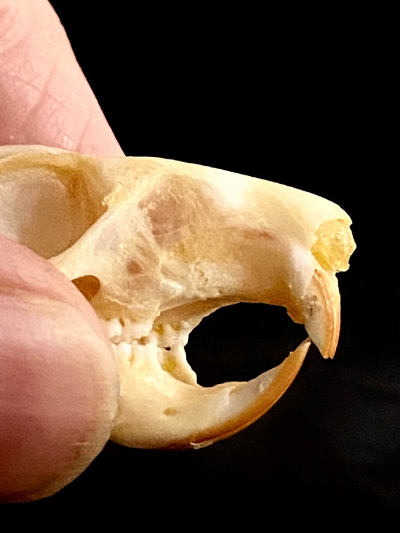 リスの頭蓋骨 (Callosciurus notatus) コレクションや写真撮影用の本物