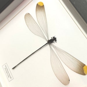 Helicóptero gigante Damselfly (Mecistogaster ornamentado) entomología de insectos real enmarcada