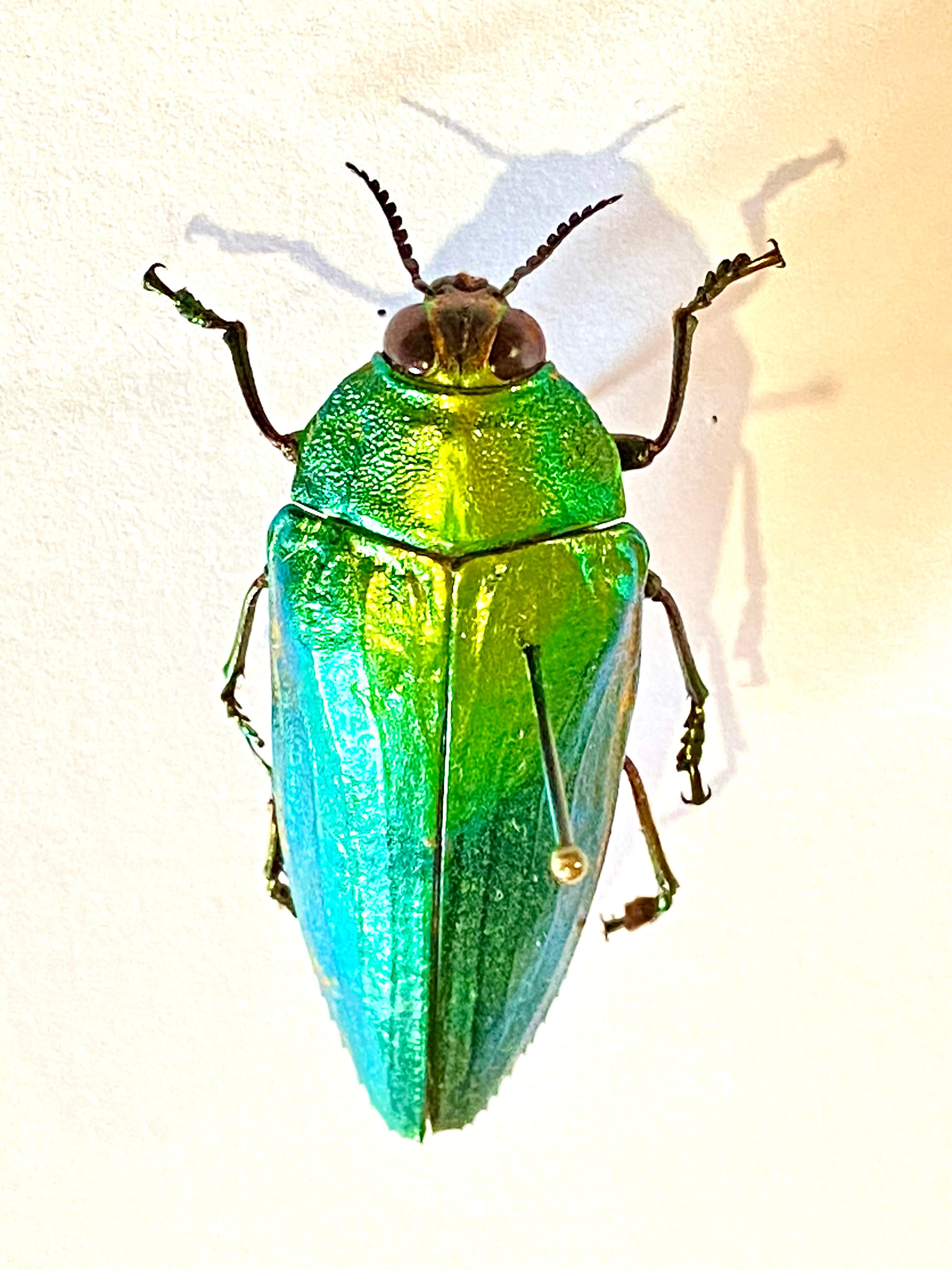 美しい緑色の昆虫タマムシ標本 約40匹 昆虫標本 タマムシ 玉虫 宝石虫 約36mm - メルカリ