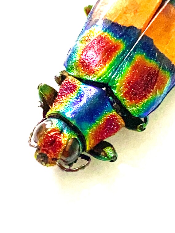 Chrysochroa fulgens. タマムシ。コガネムシ。タマムシ科。収集品