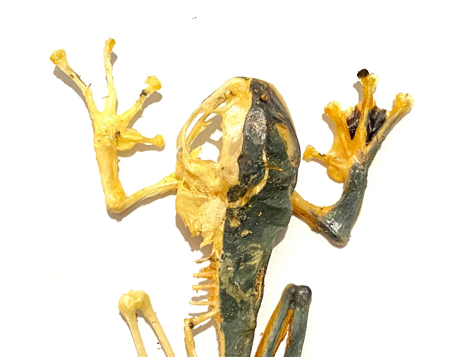 Macabrement Insect Frog Half Skeleton Specimen. Real . Taxidermy. Goth. Macabre. Witch ...