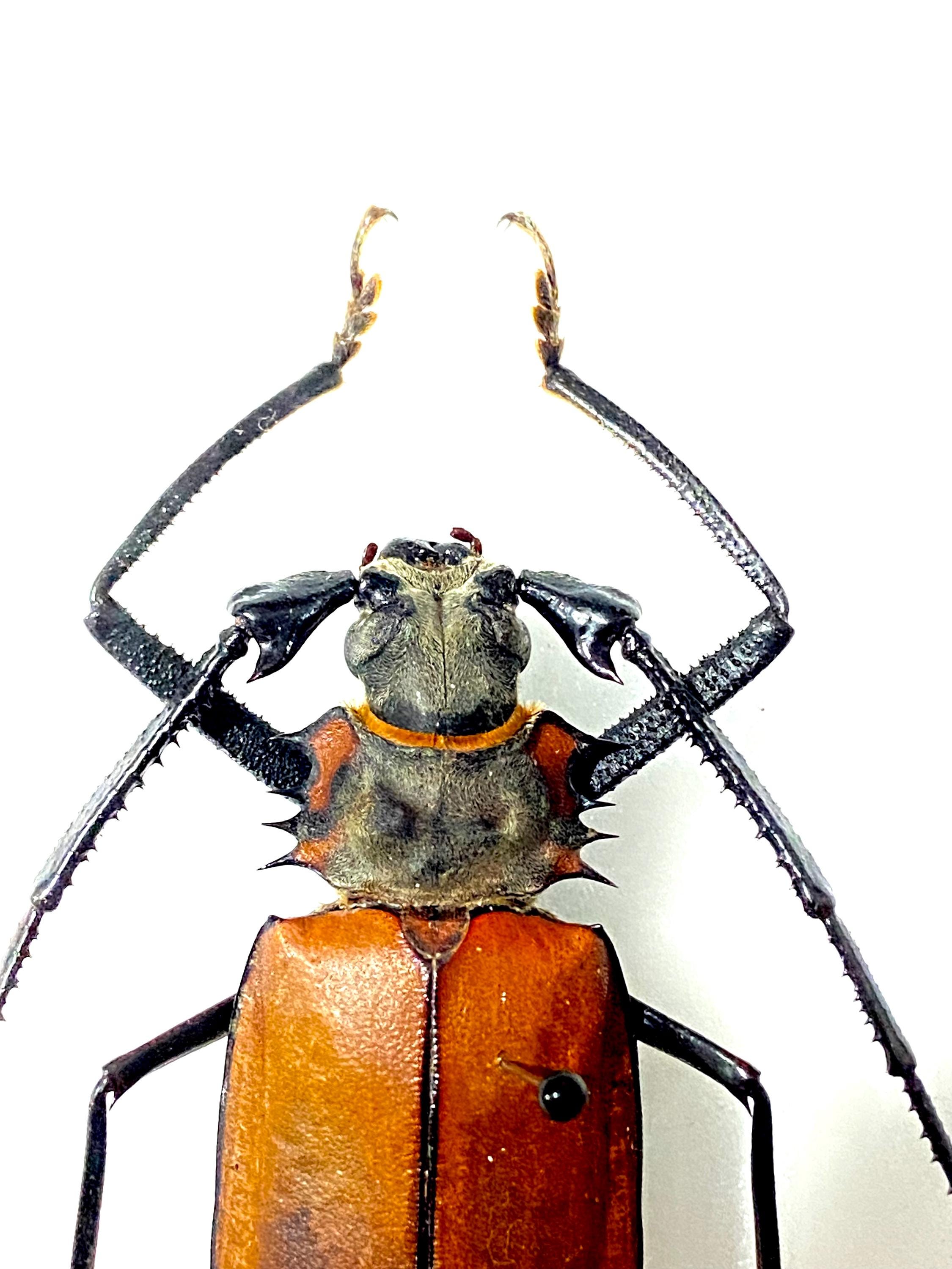 Callipogon armillatus。カミキリムシ。本物の昆虫。昆虫標本