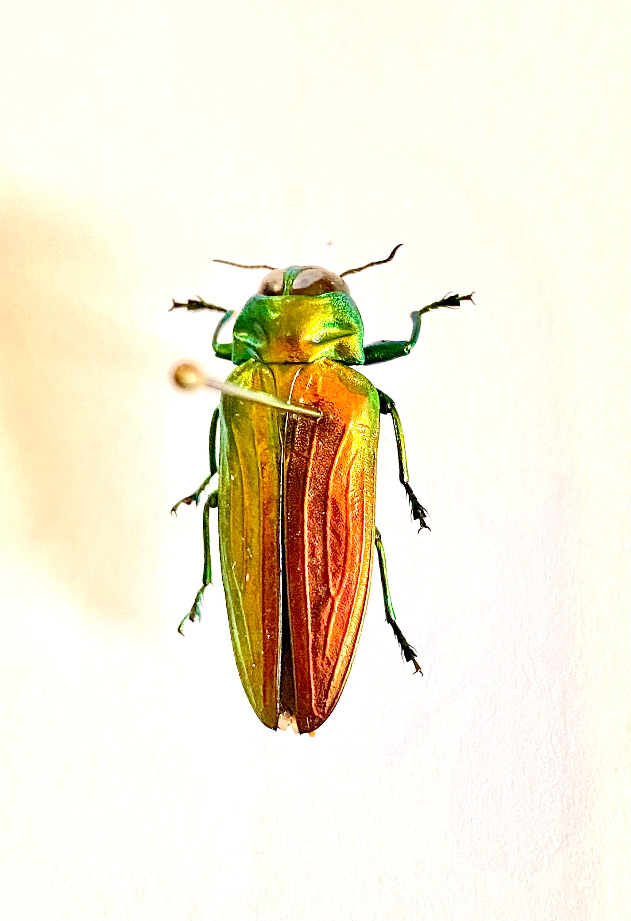 レインボー ジュエル ビートル。Belionata sumptuosa。タマムシ科